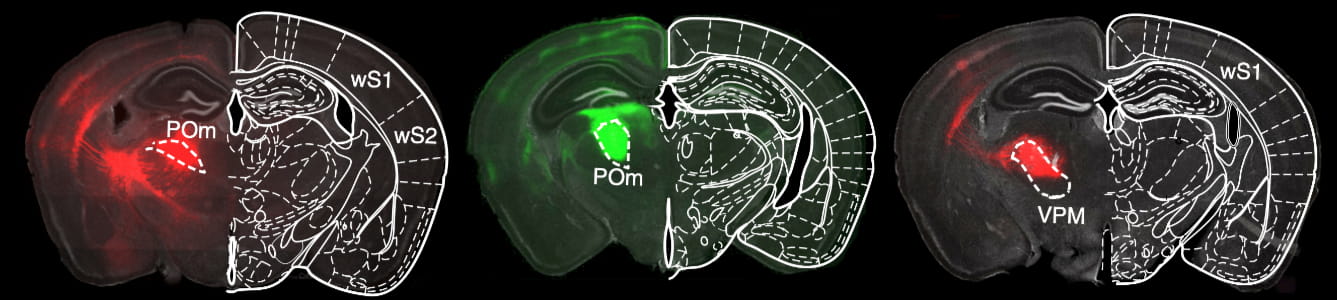 Coronal mouse brain sections showing fluorescent thalamic injection sites (POm, VPM) and their cortical projections, with atlas borders overlaid