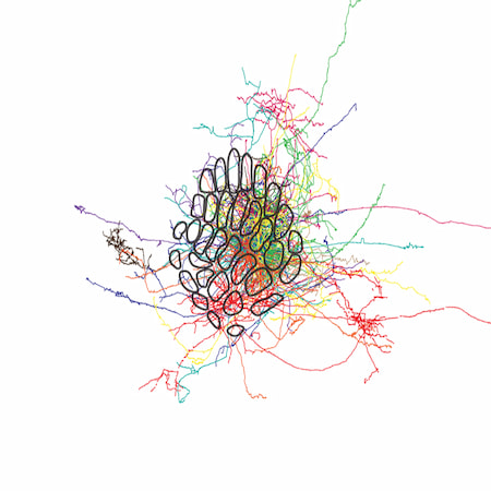 Reconstructed layer 2/3 neurons overlaid on the barrel map