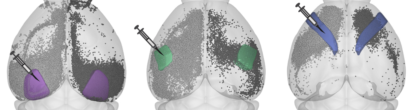 Locations of labelled somata following injections at three sites. Data from Weiler, et al., eLife, 2025